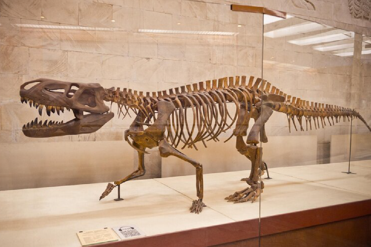 fósil de dinosaurio en museo